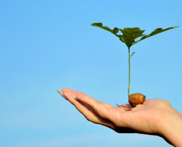 Young oak sprout on the palm on background of blue sky